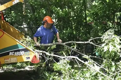 tree services Overlea